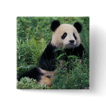 Giant panda in the grass, Wolong Valley, Sichuan