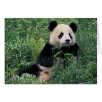 Giant panda in the grass, Wolong Valley, Sichuan