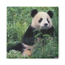 Giant panda in the grass, Wolong Valley, Sichuan