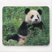 Giant panda in the grass, Wolong Valley, Sichuan