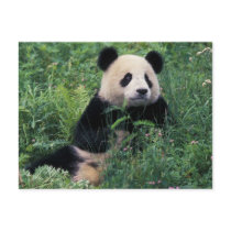 Giant panda in the grass, Wolong Valley, Sichuan