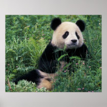 Giant panda in the grass, Wolong Valley, Sichuan