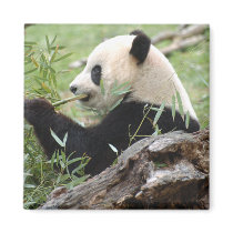 Giant Panda Refrigerator Magnet