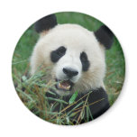 Giant Panda Fridge Magnet