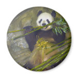 Giant Panda Magnet