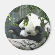 Giant Panda Magnet