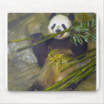 Giant Panda Mousepad