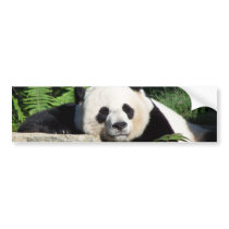 Giant Panda Napping Bumper Stickers