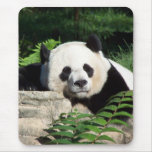 Giant Panda Napping Mouse Pads