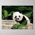 Giant Panda Napping Print