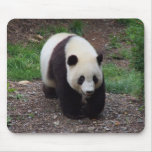 Giant Panda Photo Mousepad