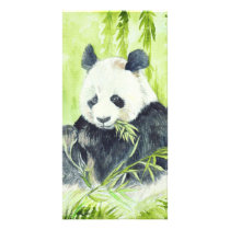Giant Panda photocards Picture Card