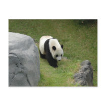 Giant Panda Postcard