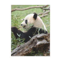 Giant Panda Post Cards