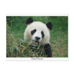 Giant Panda Postcards