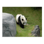 Giant Panda Postcard