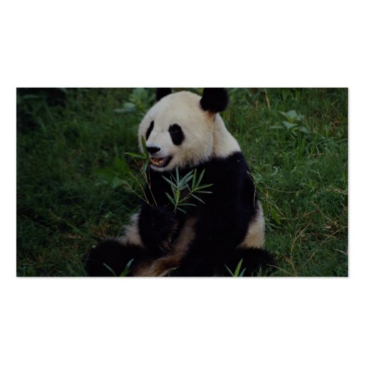 Giant panda, Sichuan Province, China Business Card (back side)