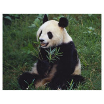Giant panda, Sichuan Province, China Flyer