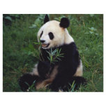 Giant panda, Sichuan Province, China flyers