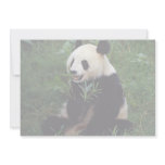 Giant panda, Sichuan Province, China Custom Invite