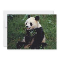 Giant panda, Sichuan Province, China Personalized Announcements