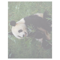 Giant panda, Sichuan Province, China Customized Letterhead
