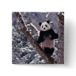 Giant Panda standing on tree, Wolong, Sichuan, buttons