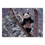 Giant Panda standing on tree, Wolong, Sichuan, cards