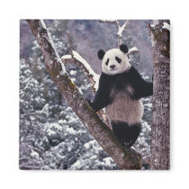 Giant Panda standing on tree, Wolong, Sichuan, Magnets