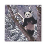 Giant Panda standing on tree, Wolong, Sichuan, magnets