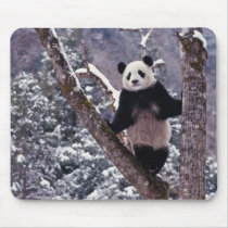 Giant Panda standing on tree, Wolong, Sichuan, Mouse Pad