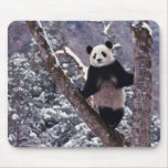 Giant Panda standing on tree, Wolong, Sichuan, mousepads