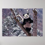 Giant Panda standing on tree, Wolong, Sichuan, posters