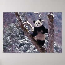 Giant Panda standing on tree, Wolong, Sichuan,