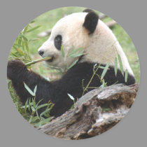 Giant Panda stickers by nextfstop Giant Panda stickers