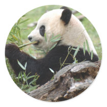 Giant Panda stickers by nextfstop Giant Panda stickers