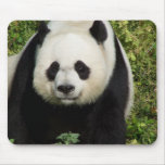 Giant Panda Straight On Face Mousepad