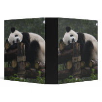 Giant pandas at the Giant Panda Protection & 3 Binder