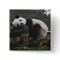 Giant pandas at the Giant Panda Protection & 3 Pins