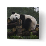 Giant pandas at the Giant Panda Protection &amp; 3 Pins