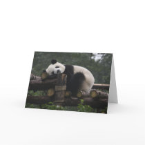 Giant pandas at the Giant Panda Protection & 3 Greeting Card