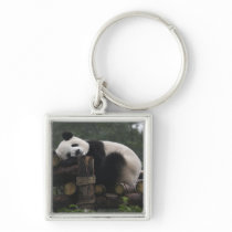 Giant pandas at the Giant Panda Protection & 3 Keychains
