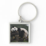 Giant pandas at the Giant Panda Protection &amp; 3 Keychains