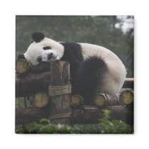 Giant pandas at the Giant Panda Protection & 3 Fridge Magnets