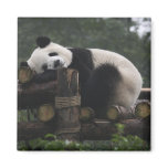 Giant pandas at the Giant Panda Protection &amp; 3 Fridge Magnets