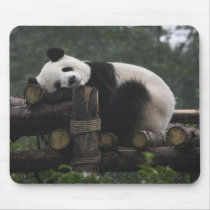 Giant pandas at the Giant Panda Protection & 3 Mouse Pads