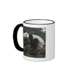 Giant pandas at the Giant Panda Protection & 3 mugs
