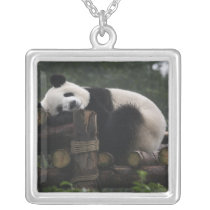 Giant pandas at the Giant Panda Protection & 3 Custom Necklace