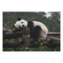 Giant pandas at the Giant Panda Protection & 3