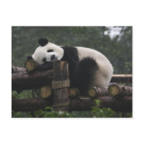 Giant pandas at the Giant Panda Protection & 3 Post Card